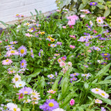 Pollinator Seed Pop (Single)
